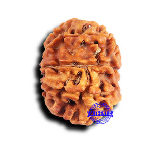 10 Mukhi Nepalese Rudraksha - Bead No. 422