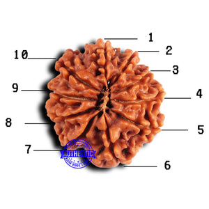 10 Mukhi Nepalese Rudraksha - Bead No 423