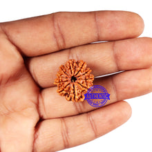 Load image into Gallery viewer, 10 Mukhi Nepalese Rudraksha - Bead No 423
