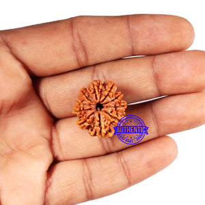 10 Mukhi Nepalese Rudraksha - Bead No 423