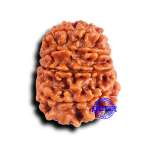 10 Mukhi Nepalese Rudraksha - Bead No 423