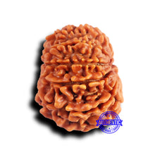 Load image into Gallery viewer, 10 Mukhi Nepalese Rudraksha - Bead No 423
