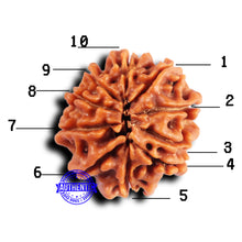 Load image into Gallery viewer, 10 Mukhi Nepalese Rudraksha - Bead No 424
