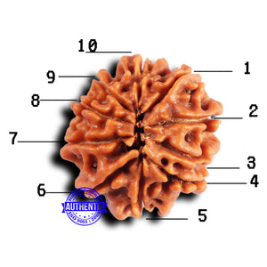 10 Mukhi Nepalese Rudraksha - Bead No 424