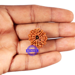 10 Mukhi Nepalese Rudraksha - Bead No 424