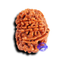 Load image into Gallery viewer, 10 Mukhi Nepalese Rudraksha - Bead No 424
