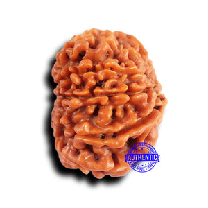 10 Mukhi Nepalese Rudraksha - Bead No 424