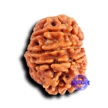 Load image into Gallery viewer, 10 Mukhi Nepalese Rudraksha - Bead No 424
