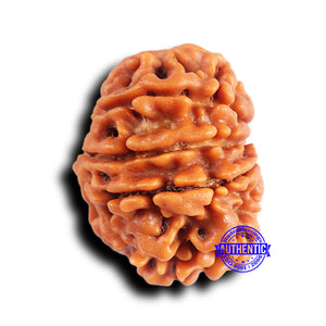 10 Mukhi Nepalese Rudraksha - Bead No 424