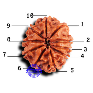 10 Mukhi Nepalese Rudraksha - Bead No. 425