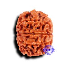 Load image into Gallery viewer, 10 Mukhi Nepalese Rudraksha - Bead No. 425
