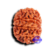 Load image into Gallery viewer, 10 Mukhi Nepalese Rudraksha - Bead No. 425
