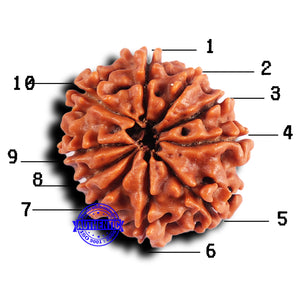 10 Mukhi Nepalese Rudraksha - Bead No 426