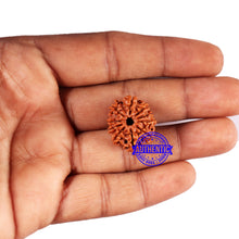 Load image into Gallery viewer, 10 Mukhi Nepalese Rudraksha - Bead No 426
