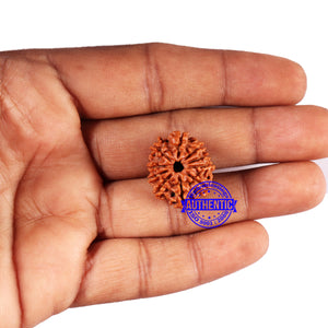 10 Mukhi Nepalese Rudraksha - Bead No 426