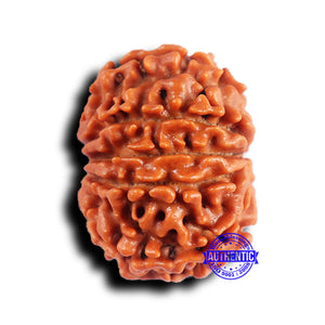 10 Mukhi Nepalese Rudraksha - Bead No 426