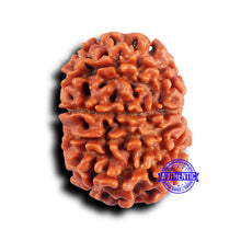 Load image into Gallery viewer, 10 Mukhi Nepalese Rudraksha - Bead No 426
