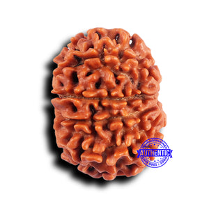 10 Mukhi Nepalese Rudraksha - Bead No 426