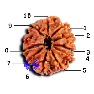 10 Mukhi Nepalese Rudraksha - Bead No 427