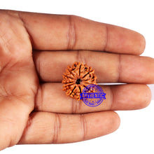 Load image into Gallery viewer, 10 Mukhi Nepalese Rudraksha - Bead No 427
