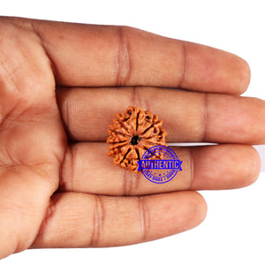 10 Mukhi Nepalese Rudraksha - Bead No 427