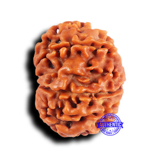 10 Mukhi Nepalese Rudraksha - Bead No 427