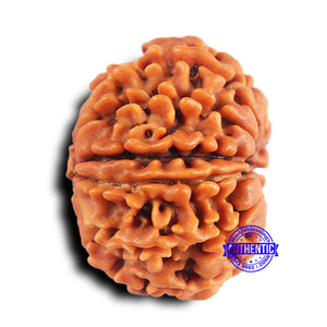 10 Mukhi Nepalese Rudraksha - Bead No 427