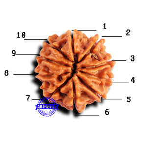 10 Mukhi Nepalese Rudraksha - Bead No 428