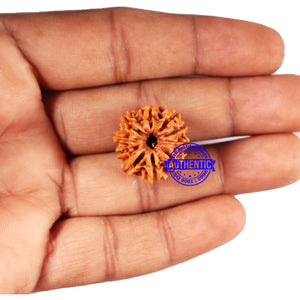 10 Mukhi Nepalese Rudraksha - Bead No 428