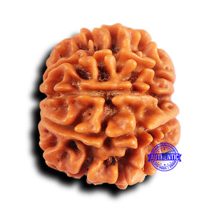 10 Mukhi Nepalese Rudraksha - Bead No 428