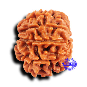 10 Mukhi Nepalese Rudraksha - Bead No 428