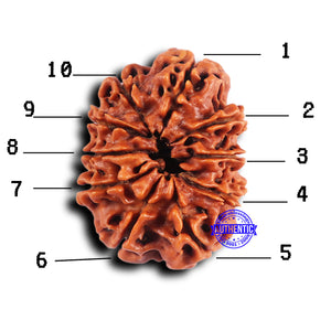 10 Mukhi Nepalese Rudraksha - Bead No 429