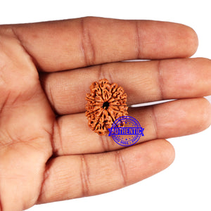 10 Mukhi Nepalese Rudraksha - Bead No 429