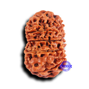 10 Mukhi Nepalese Rudraksha - Bead No 429