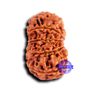 10 Mukhi Nepalese Rudraksha - Bead No 429