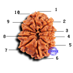 10 Mukhi Nepalese Rudraksha - Bead No. 430