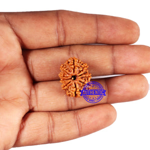 10 Mukhi Nepalese Rudraksha - Bead No. 430