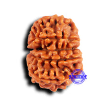 Load image into Gallery viewer, 10 Mukhi Nepalese Rudraksha - Bead No. 430
