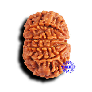 10 Mukhi Nepalese Rudraksha - Bead No. 430