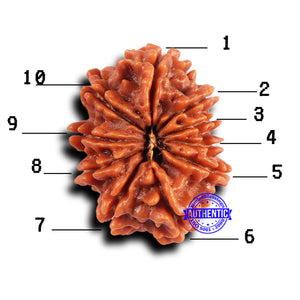 10 Mukhi Nepalese Rudraksha - Bead No. 431