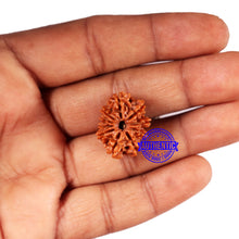 Load image into Gallery viewer, 10 Mukhi Nepalese Rudraksha - Bead No. 431
