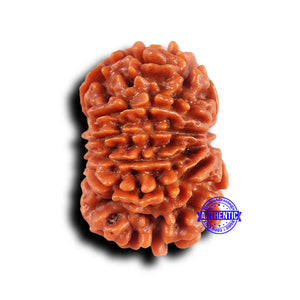 10 Mukhi Nepalese Rudraksha - Bead No. 431