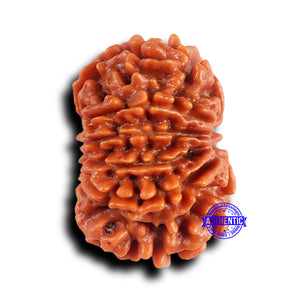 10 Mukhi Nepalese Rudraksha - Bead No. 431