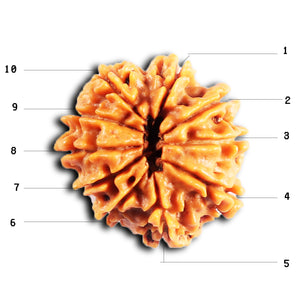 10 Mukhi Nepalese Rudraksha - Bead No 438