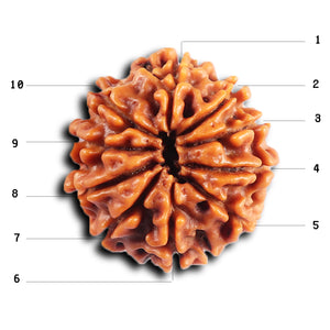 10 Mukhi Nepalese Rudraksha - Bead No. 436