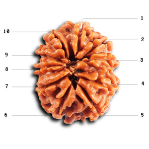 10 Mukhi Nepalese Rudraksha - Bead No. 435