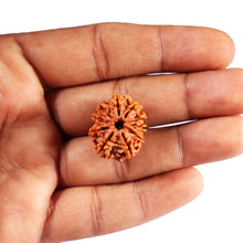 Load image into Gallery viewer, 10 Mukhi Nepalese Rudraksha - Bead No. 435
