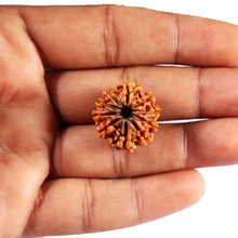 Load image into Gallery viewer, 10 Mukhi Nepalese Rudraksha - Bead No. 436
