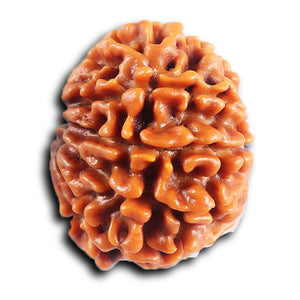 10 Mukhi Nepalese Rudraksha - Bead No. 436