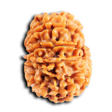 Load image into Gallery viewer, 10 Mukhi Nepalese Rudraksha - Bead No 438
